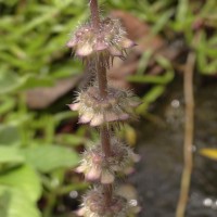 Coleus barbatus var. barbatus (Andrews) Benth. ex G.Don (Andrews) Benth. ex G.Don